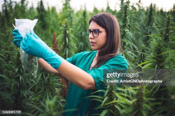 female scientist examining cannabis - cannabis concentrate stock pictures, royalty-free photos & images