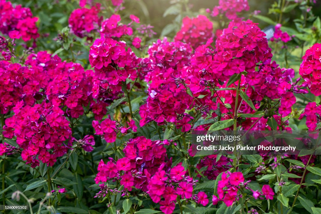 Beautiful deep pink, summer flowers of Phlox Paniculata