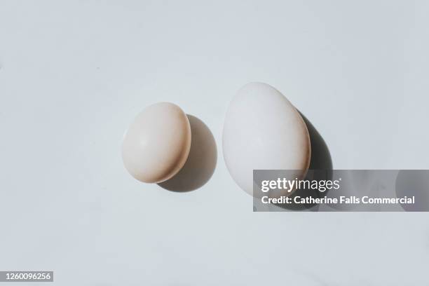 conceptual image of two white duck eggs, side by side, for size comparison - big vs little stock pictures, royalty-free photos & images