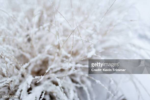 tall blades of grass covered in snow - snow on grass stock pictures, royalty-free photos & images