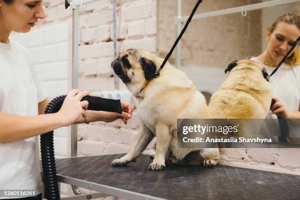 junge frau pfleger kümmert sich um einen hund mops in einem haustier spa pflege - tiersalon stock-fotos und bilder