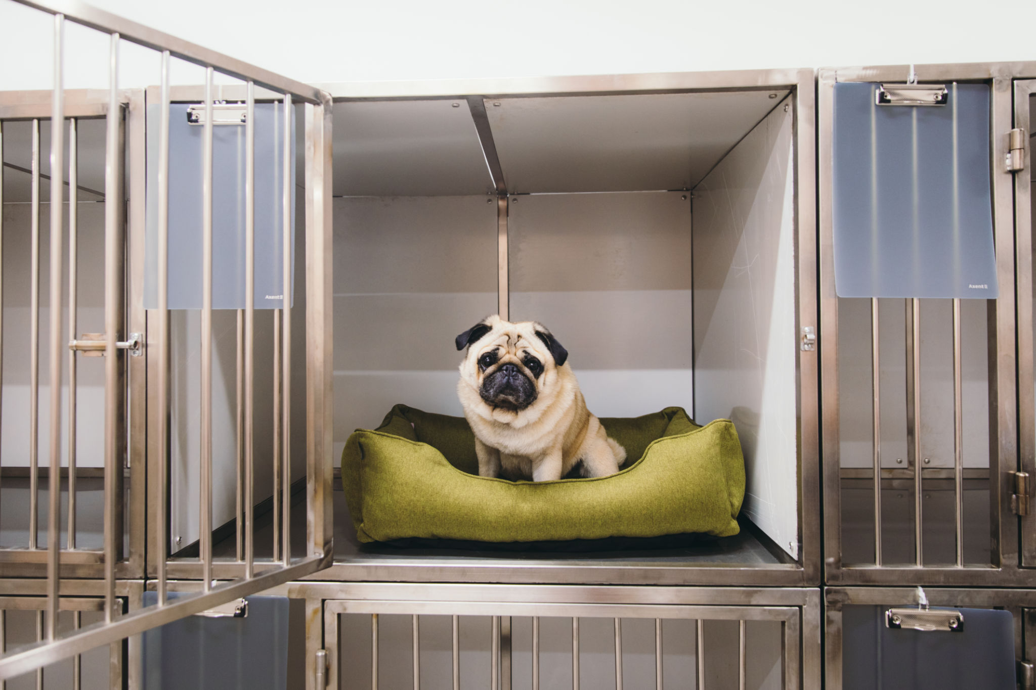 custom pet crate