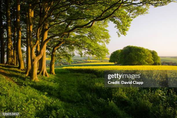 Rapre Tree 2 314 Rape Trees Stock Photos, High-Res Pictures, and Images - Getty Images