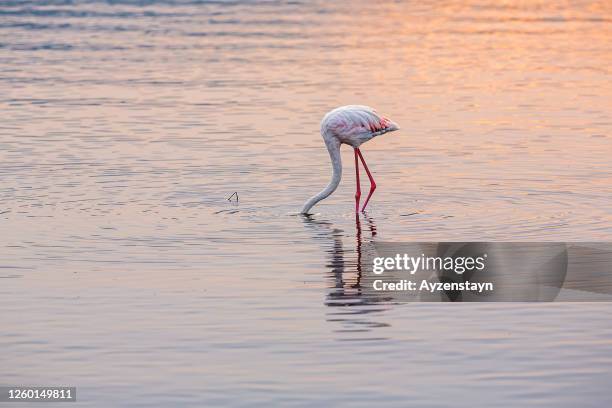 flamingo feeding in water at sunrise - lake nakuru nationalpark stock-fotos und bilder