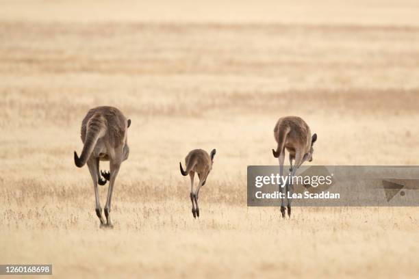 kangaroos on the move - kangaroo jump stock pictures, royalty-free photos & images