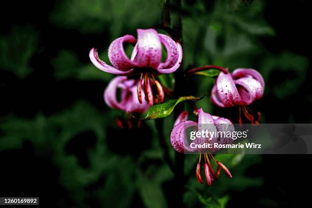 turk's cap lily on dark background - ernstig bedreigde soorten stockfoto's en -beelden