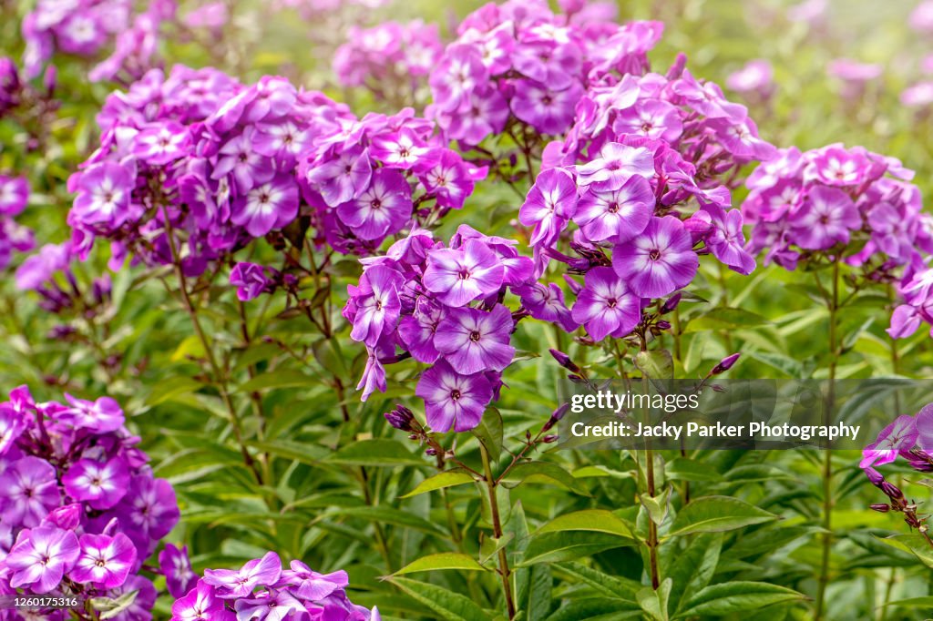 Beautiful pink, summer flowers of Phlox Paniculata 'Laura'