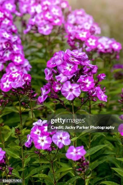 beautiful pink, summer flowers of phlox paniculata 'laura' - phlox stock-fotos und bilder