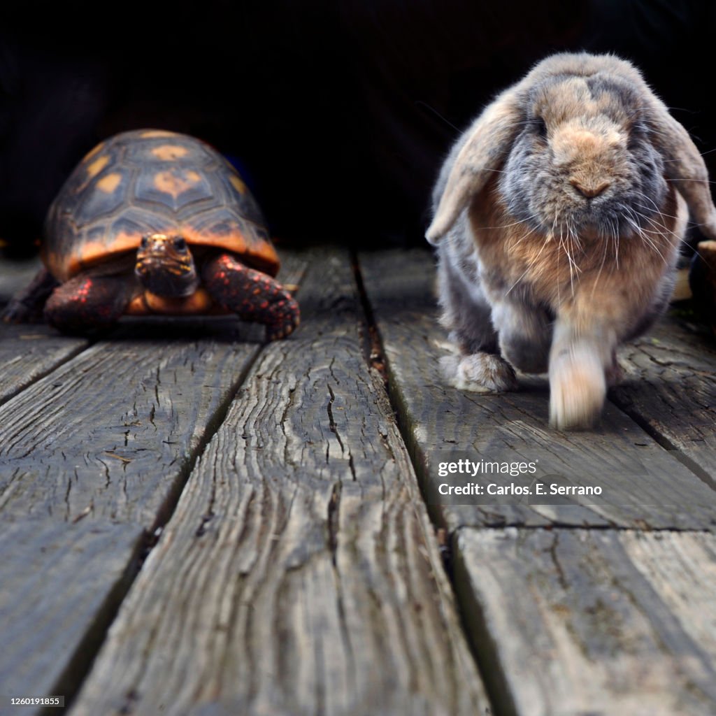 The Hare and the Tortoise