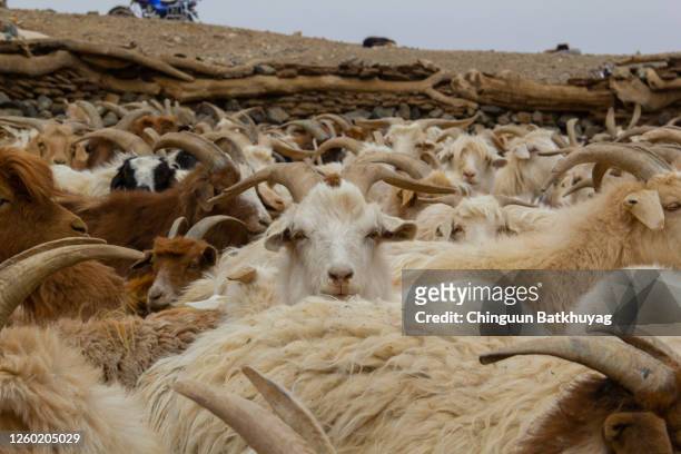 serious goat - cashmere stock pictures, royalty-free photos & images