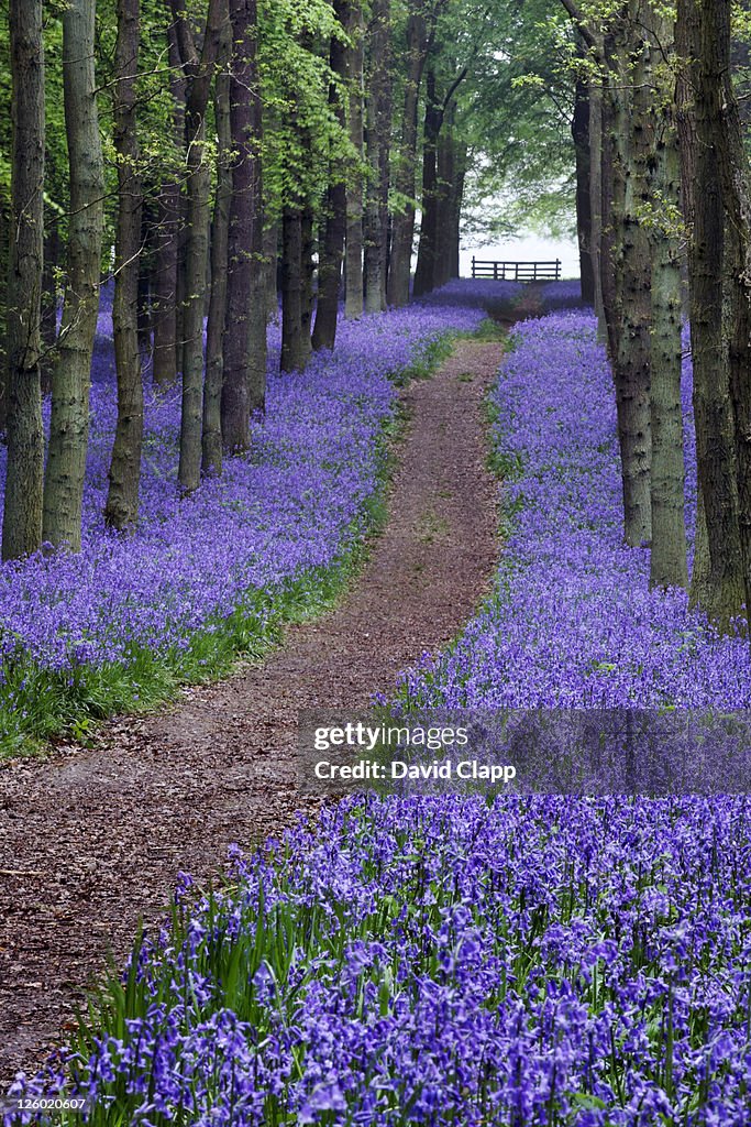 Spring bluebell woodlands, Ashridge Estate, Hertfordshire, UK