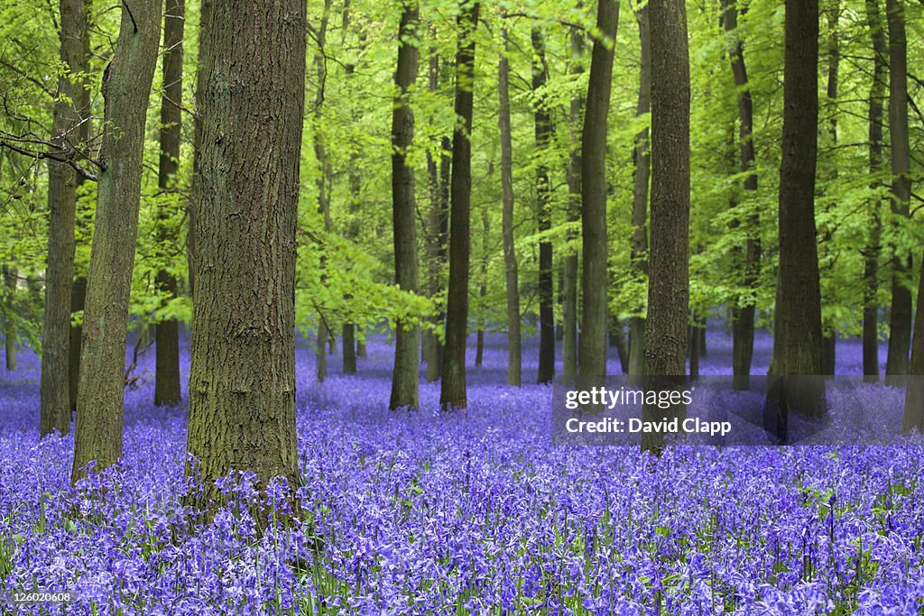 Spring Bluebell Woodlands Ashridge Estate Hertfordshire Uk ストックフォト ...