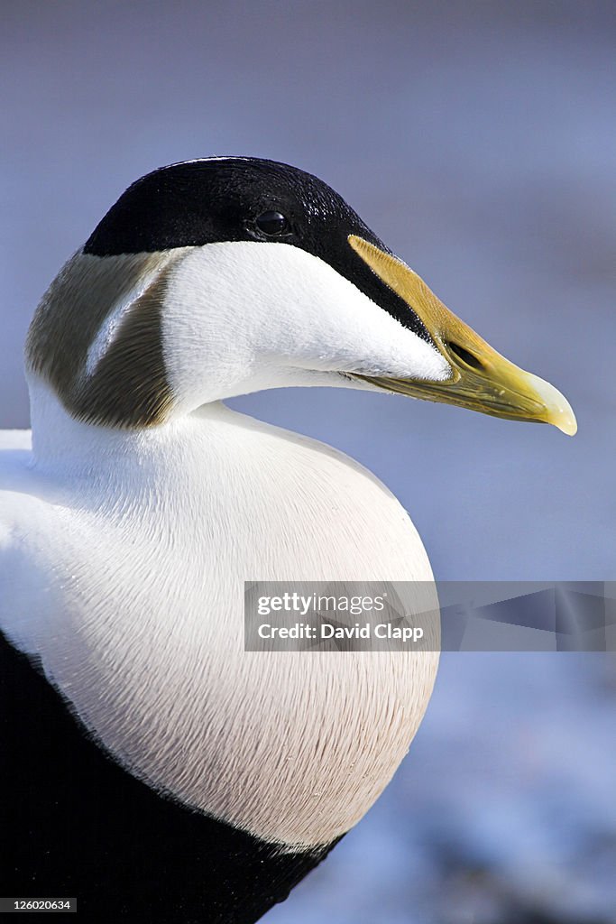 Eider duck portrait, Seahouses, Northumberland, UK