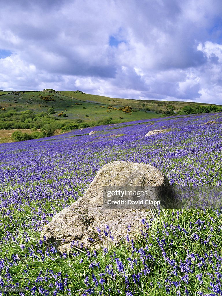 Bluebells in open pasture, spring, Halwell Lawn, Dartmoor, Devon, UK