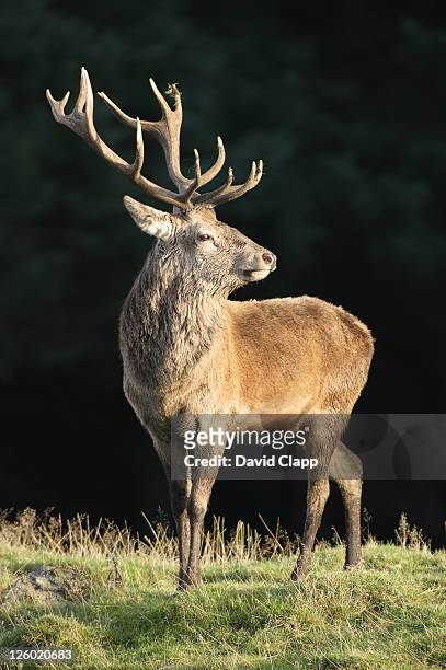 stag in burst of light, highland wildlife park, aviemore, scotland, uk - kingussie stock pictures, royalty-free photos & images