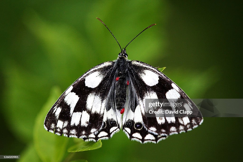 Marbled White butterfly (Melanargia galathea) with blood sucking parasites (Trombidium holosericeum) attached, UK