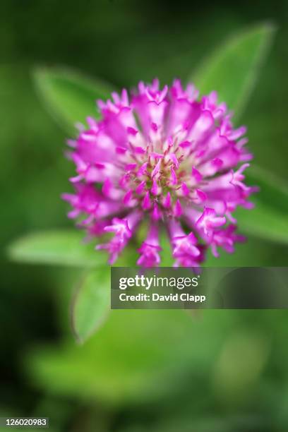 red clover, trifolium pratense, devon, uk - clover sprouts stock pictures, royalty-free photos & images
