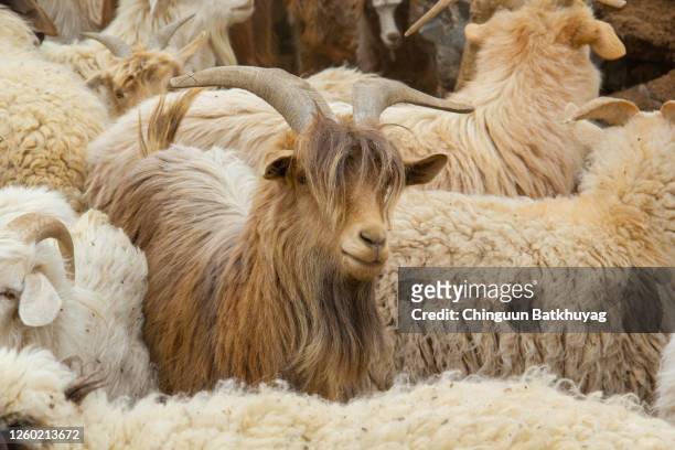 mr. steal-your-girl goat - kaschmirwolle stock-fotos und bilder