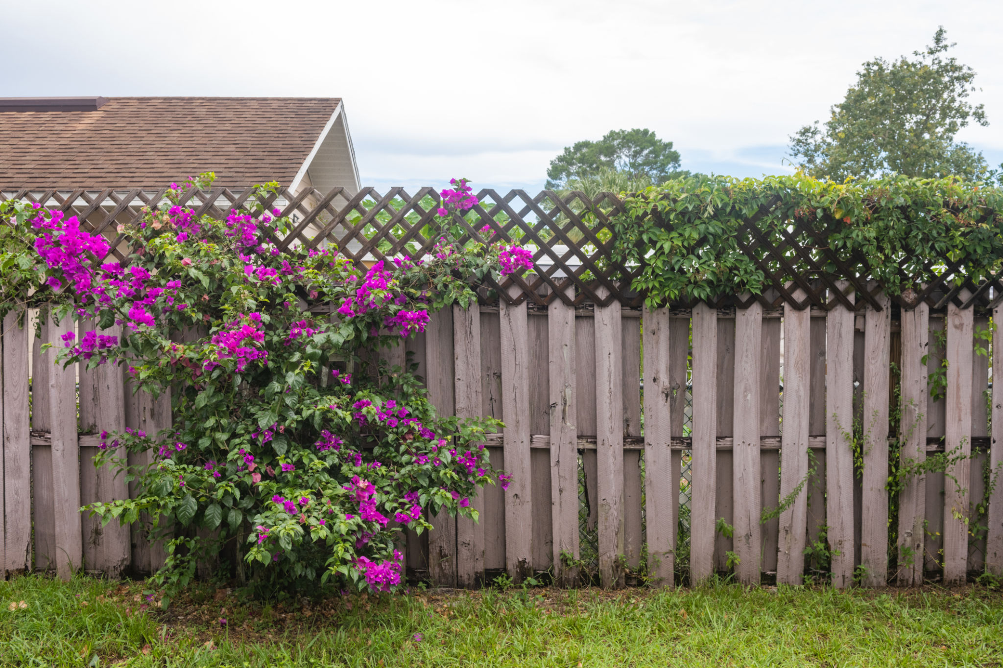 fencing yard