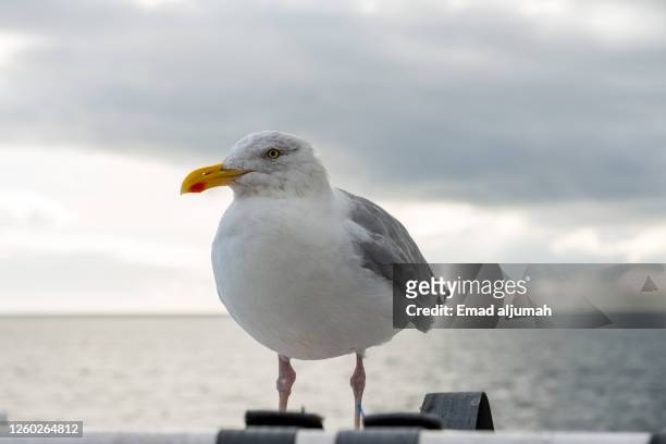 the lovely seagull - seagull imagens e fotografias de stock