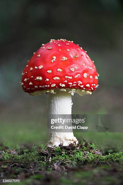 fly agaric mushroom (amanita muscaria) - red toadstool stock pictures, royalty-free photos & images