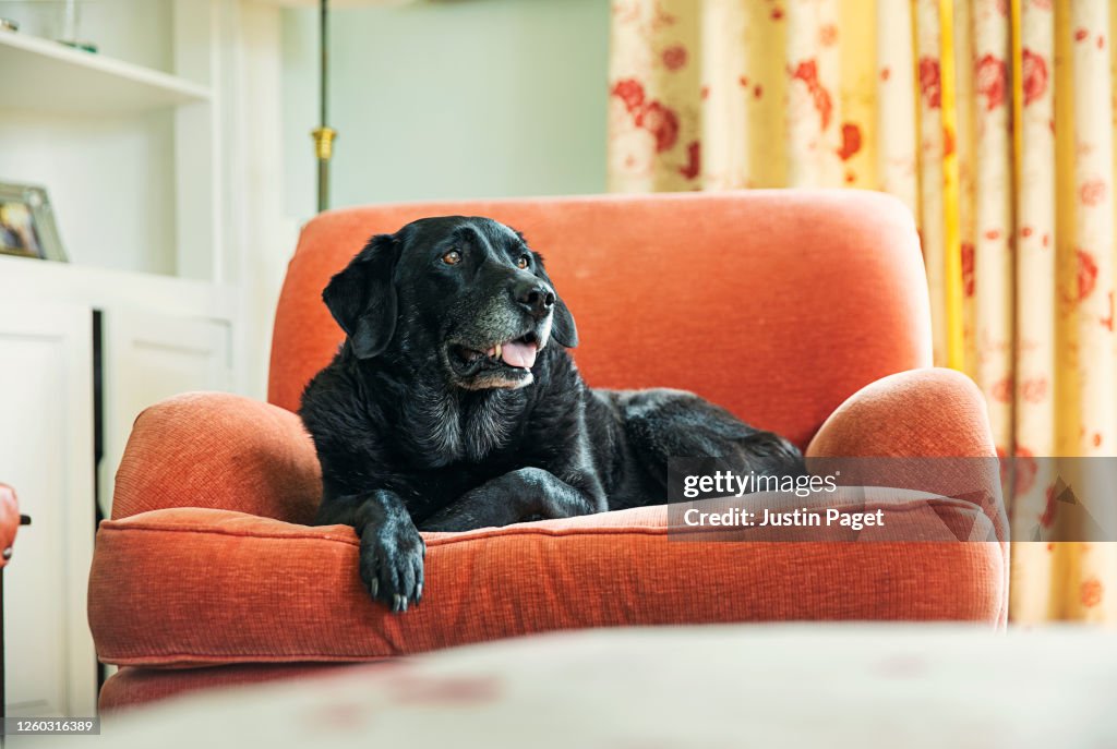 Senior black labrador relaxing on armchair