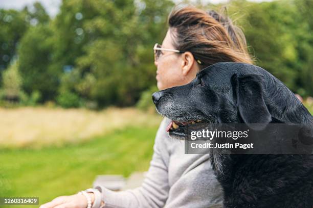 profile view of a senior labrador retriever with its owner - face and profile and mouth open stock pictures, royalty-free photos & images