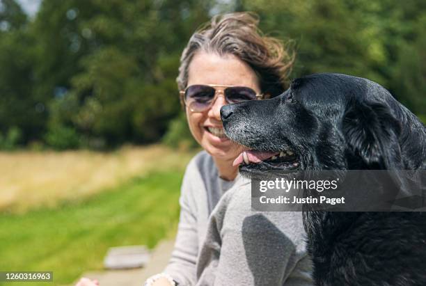 profile view of a senior labrador retriever with its owner - face and profile and mouth open stock pictures, royalty-free photos & images