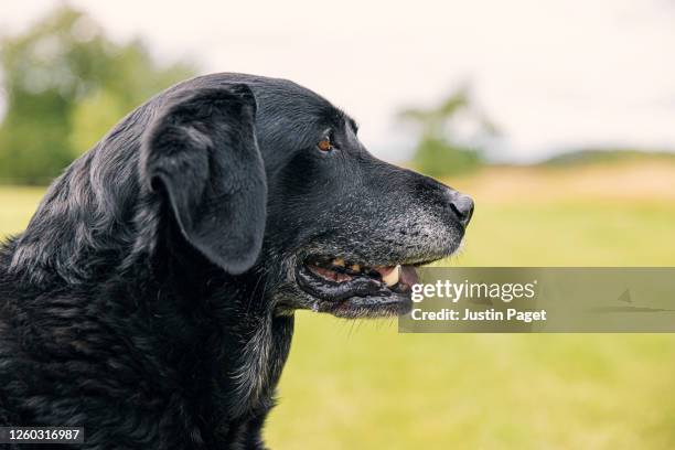 profile portrait of a senior labrador retriever - face and profile and mouth open stock pictures, royalty-free photos & images