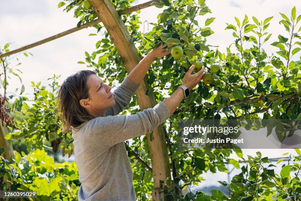 woman picking apples - orchard apple stock pictures, royalty-free photos & images