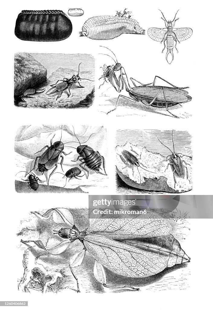 Old engraved illustration of flying insects