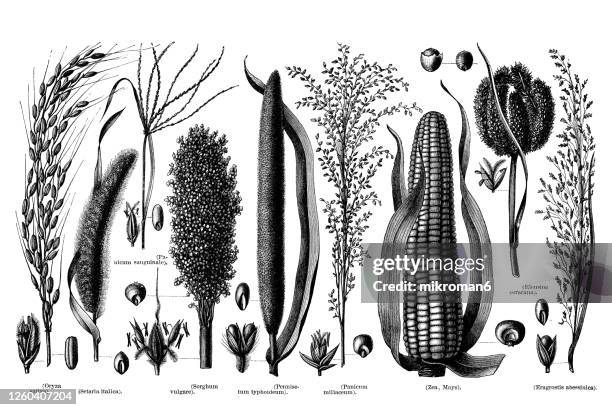 old engraved illustration of grain plants, grainy plants - durra bildbanksfoton och bilder