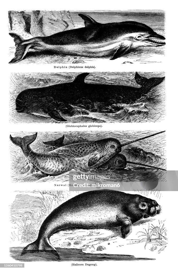 Old engraved illustration of Whales, marine mammals