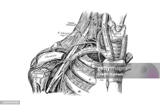 course and branching of the subclavian artery - shoulder anatomy stock illustrations