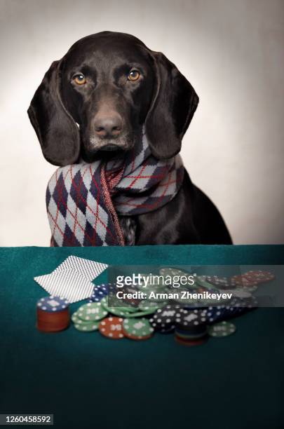 dog sitting at the table with gambling chips and cards - dogs playing poker stock pictures, royalty-free photos & images