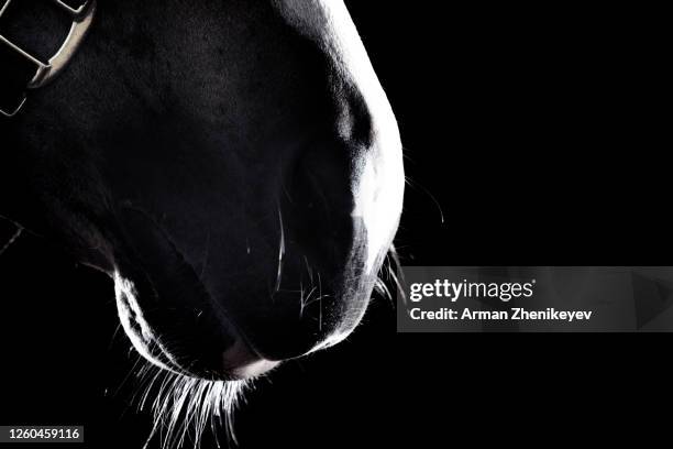 close-up photo of the horse muzzle on a black background - horse studio stock-fotos und bilder