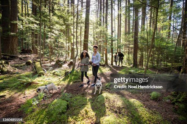 walking two pug dogs in the park - african american couple walking park ストックフォトと画像