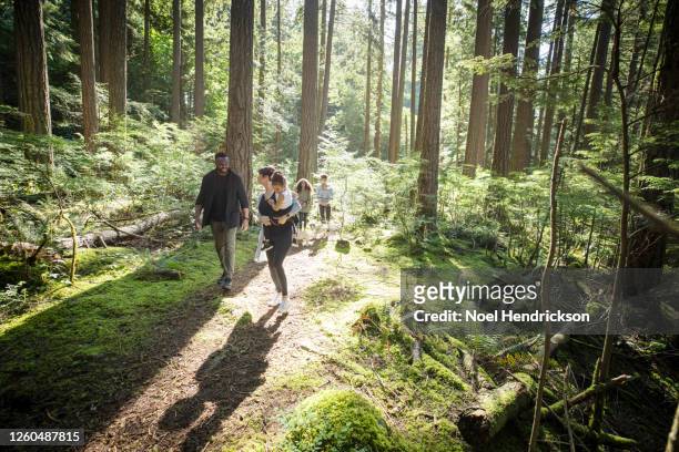 family walking in a beautiful evergreen forest park - evergreen forest stock-fotos und bilder