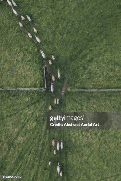 sheep exiting a gate photographed from above, england, united kingdom - enclos à moutons photos et images de collection