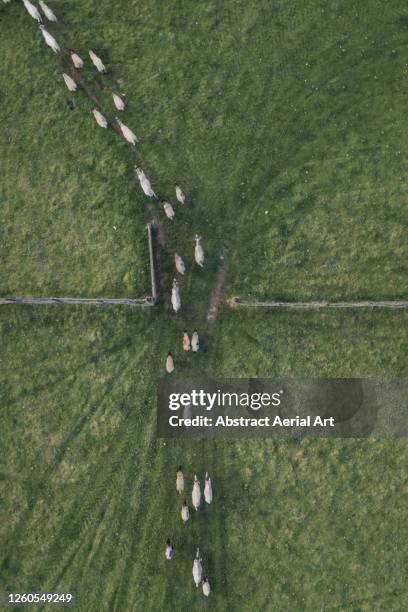 sheep exiting a gate photographed from above, england, united kingdom - agnello animale foto e immagini stock