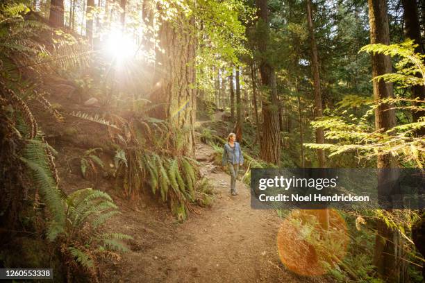 solo female hiker at sundown - canadian forest stock-fotos und bilder