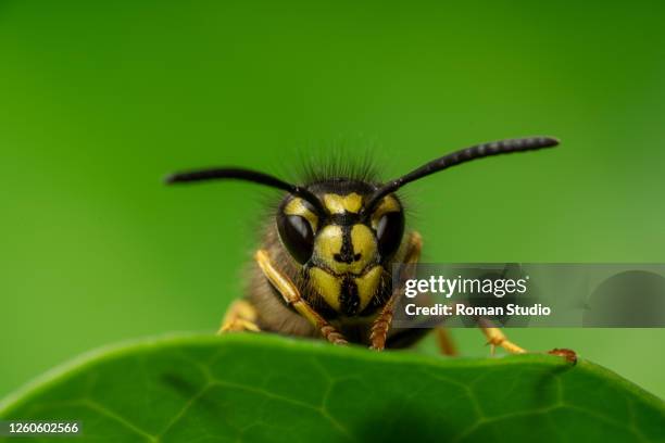 common wasp, wasp, vespula vulgaris - yellow jacket bug stock pictures, royalty-free photos & images
