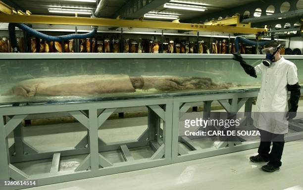 Giant squid measuring 8,62 m is displayed at the Natural History Museum in London, 28 February 2006. The giant squid is believed to be one of the...