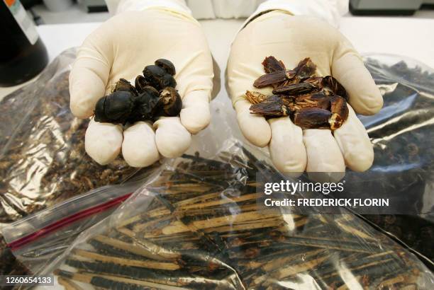 Roland Lupoli, entomologist of French biotechnology company Entomed in Illkirch-Graffenstaden, near Strasburg, presents two sorts of insects, used in...