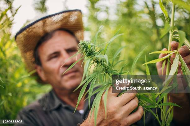 ein senior überprüft bio-cannabis sativa-pflanzen - hemp agriculture stock-fotos und bilder