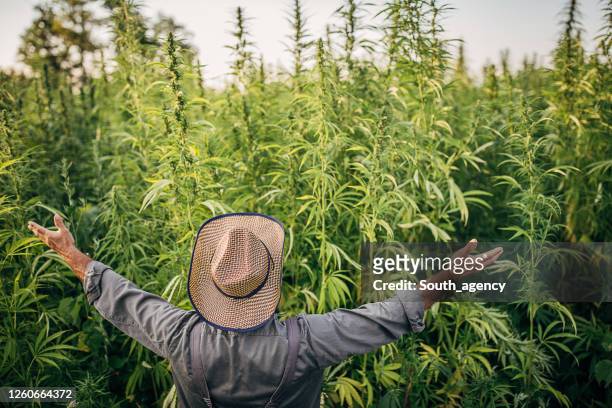 one farmer celebrating the growth of hemp plants - cannabis cultivated for hemp stock pictures, royalty-free photos & images