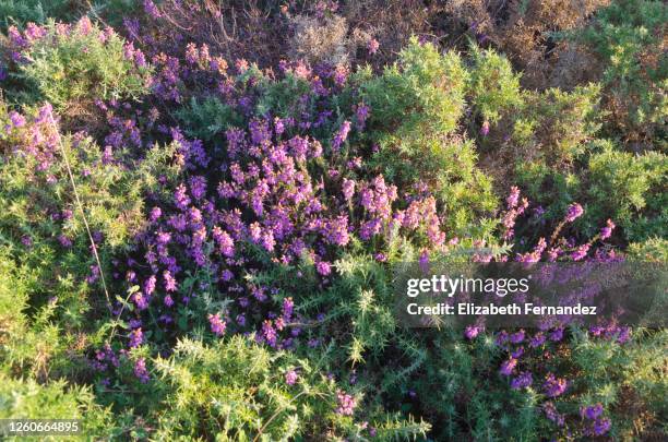 bell heather (erica cinerea) - erica cinerea stock pictures, royalty-free photos & images