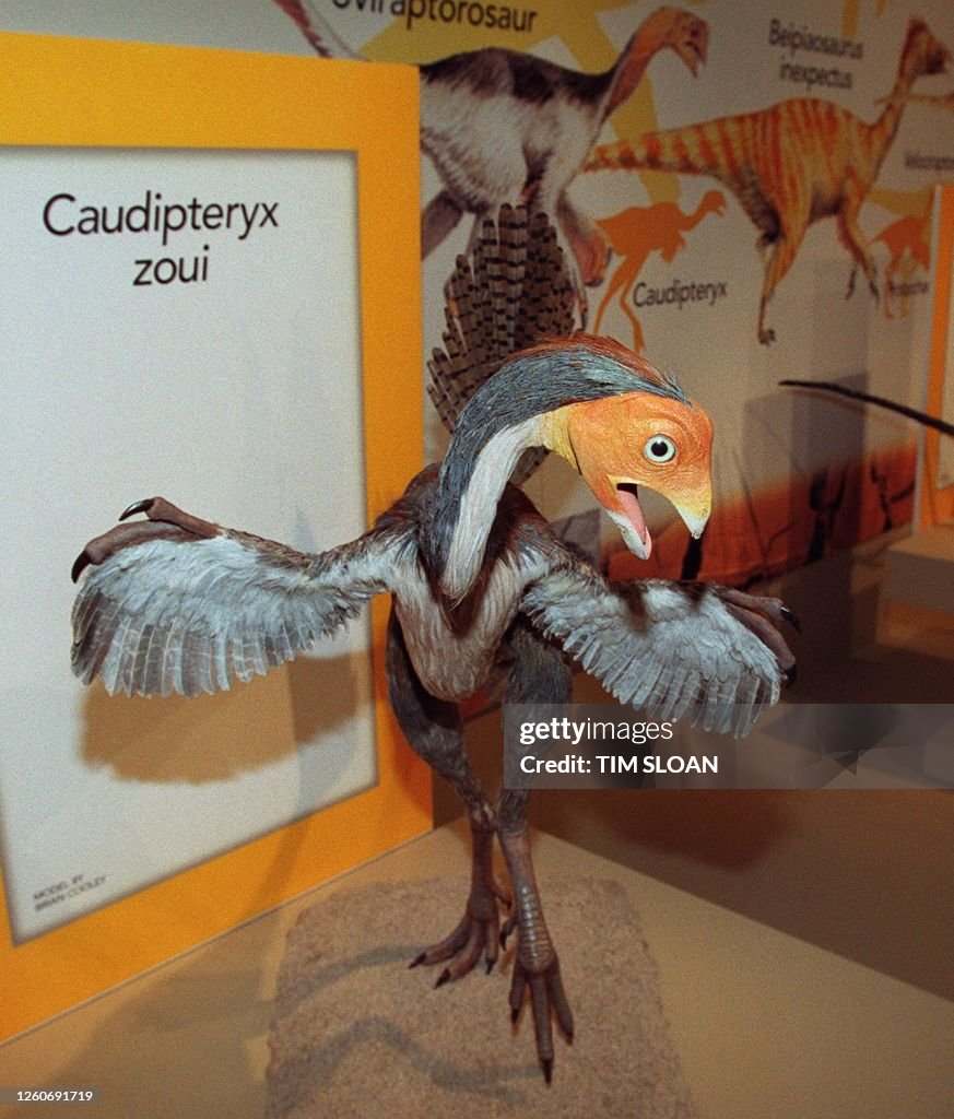 US-BIRDLIKE DINOSAURS