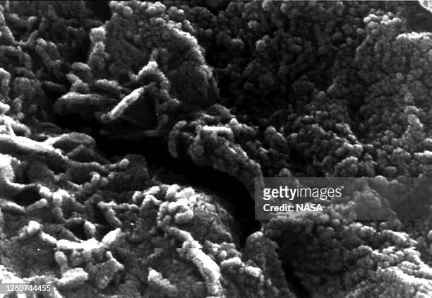 This undated NASA image released 19 March 1999, shows an electron microscope image of tubular structures of likely Martian origin. These structures...