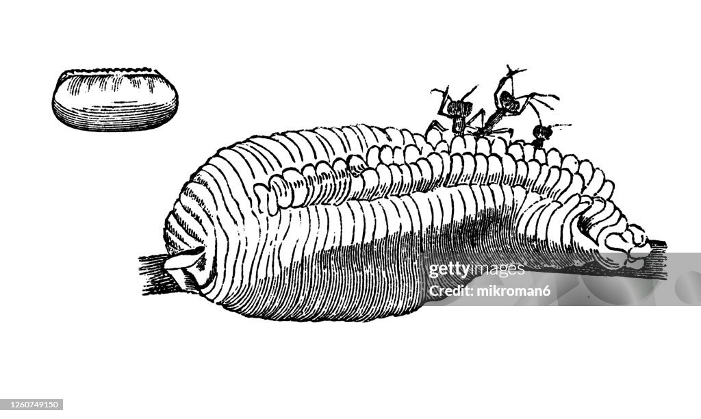 Old engraved illustration of the common earwig, flying insects